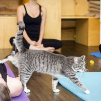 Meowga: Yoga with Cats! (Sold Out)