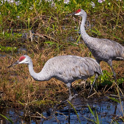 All About Sandhill Cranes