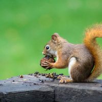 Wildlife Care Association Nuts and Berries Fundraiser