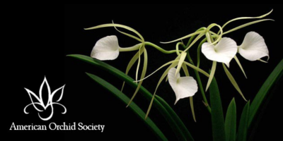 20/20 Vision of Orchids Show and Sale (Postponed)
