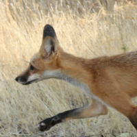 Peaks, Valleys, and Farms: Western Red Foxes (Cancelled)