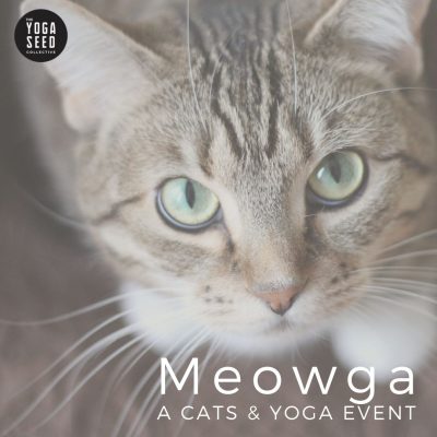 Meowga: Cats and Yoga