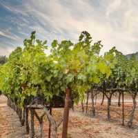 Rombauer Vineyards Sierra Foothills