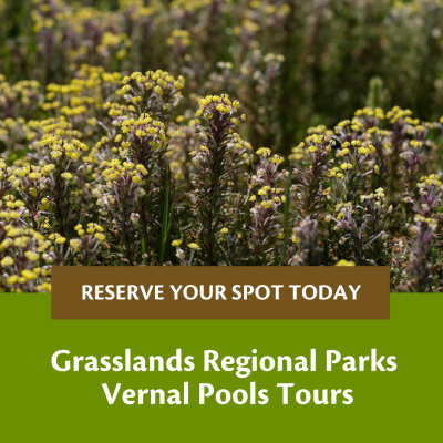 Vernal Pools Tour at Grasslands Regional Park