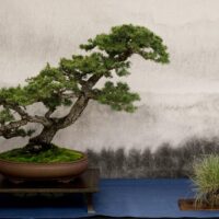 Bonsai and Suiseki Show and Sale