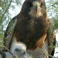 Friends of the Swainson's Hawk