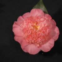 Gallery 1 - Sacramento Camellia Society