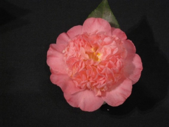 Gallery 1 - Sacramento Camellia Society