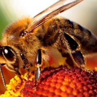 Sacramento Area Beekeeping Association