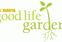 Gallery 1 - UC Davis Good Life Garden
